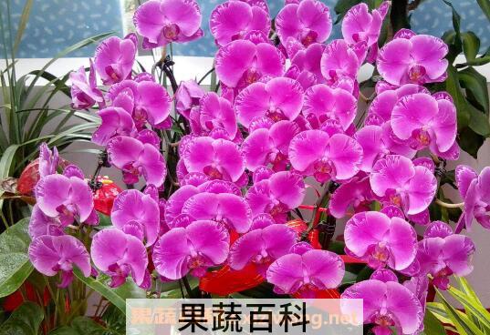 蝴蝶兰的养殖方法 蝴蝶兰怎么养