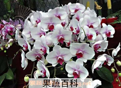 蝴蝶兰的养殖方法 蝴蝶兰怎么养