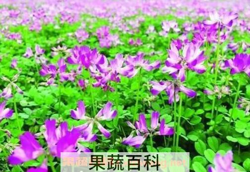 紫云英的功效与作用