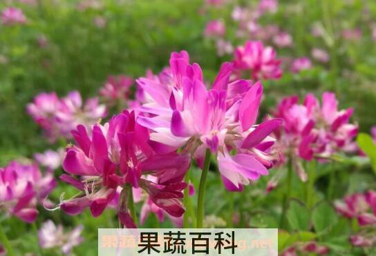 紫云英的功效与作用
