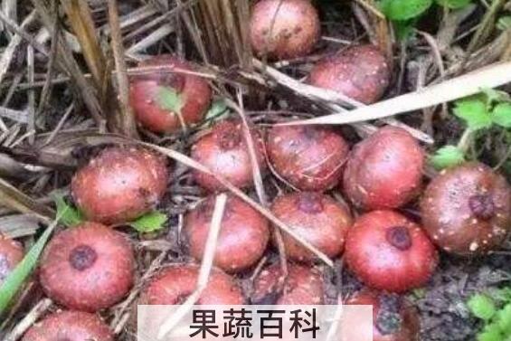 野地瓜根的功效与作用