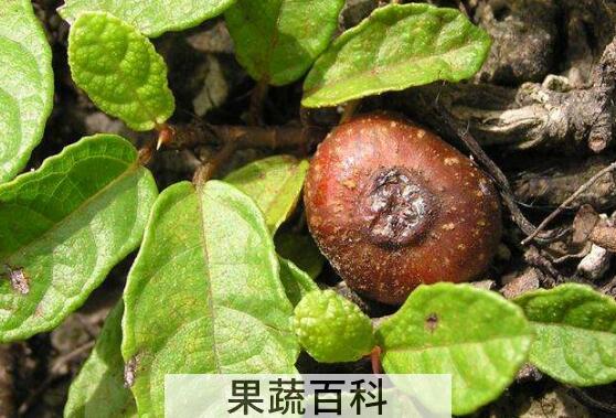 野地瓜根的功效与作用