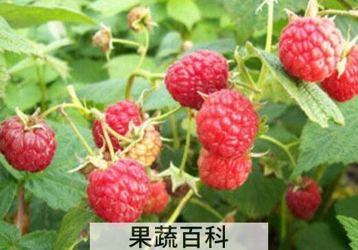 红树莓的功效与作用 红树莓哪个品种口感好