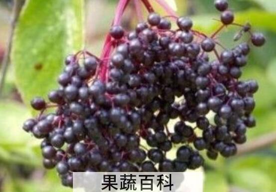 接骨木莓的功效与作用