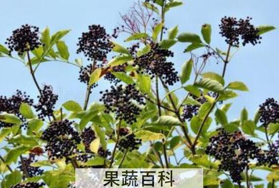 接骨木莓的功效与作用