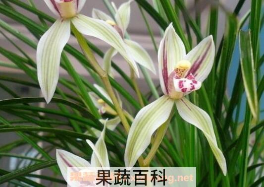 兰花怎么养 养殖兰花的注意事项