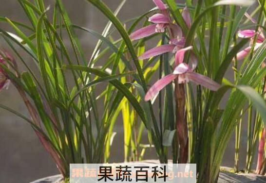 兰花怎么养 养殖兰花的注意事项