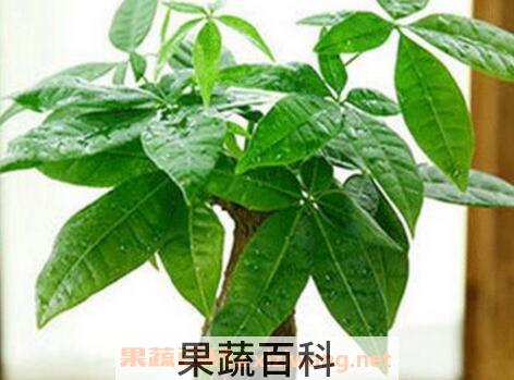 怎样栽培发财树 发财树浇水的正确方法