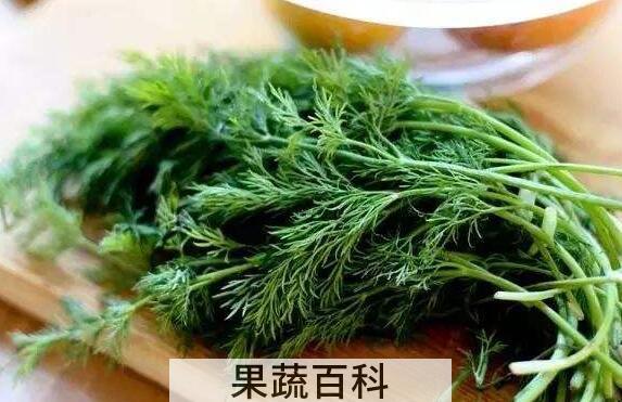 茴香苗的功效与作用 吃茴香苗的好处