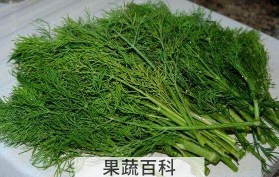 茴香苗的功效与作用 吃茴香苗的好处