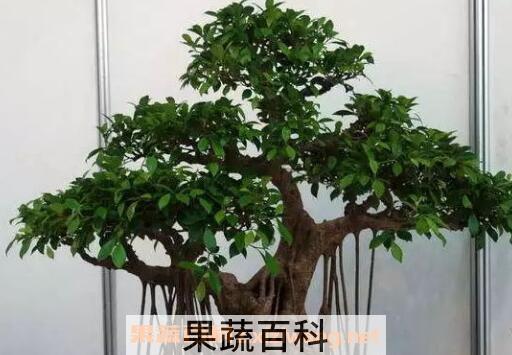 如何制作榕树盆景 榕树盆景的制作方法