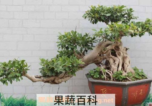 如何制作榕树盆景 榕树盆景的制作方法