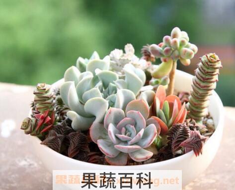 多肉植物怎么养 多肉植物的养殖方法