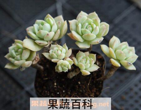 多肉植物怎么养 多肉植物的养殖方法