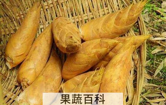 冬笋的功效和作用及禁忌