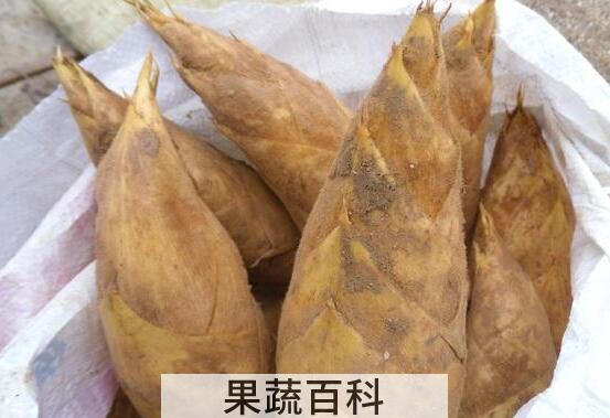 冬笋的功效和作用及禁忌