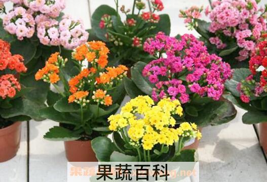 长寿花适合在室内养吗 长寿花怎么养
