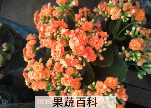 长寿花适合在室内养吗 长寿花怎么养
