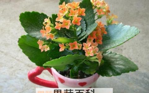 长寿花的养殖方法 养殖长寿花要注意什么