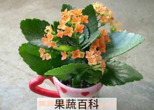 长寿花的养殖方法 养殖长寿花要注意什么