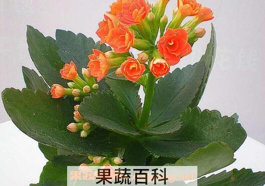 长寿花的养殖方法 养殖长寿花要注意什么
