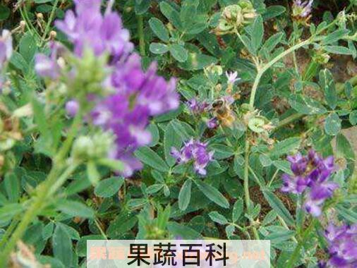 紫花苜蓿图片 紫花苜蓿的种植方法和种植技巧