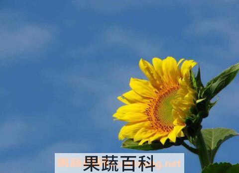 葵花怎么种 葵花的种植方法
