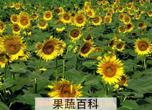 葵花怎么种 葵花的种植方法