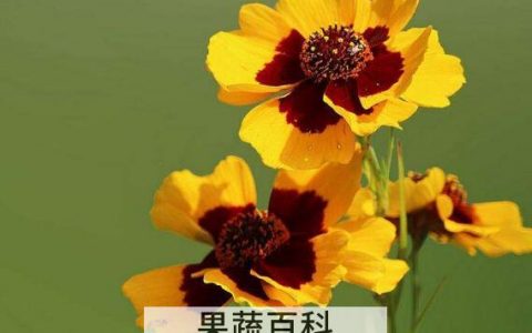 天山雪菊怎么冲泡 天山雪菊的正确泡法