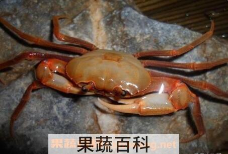 山蟹