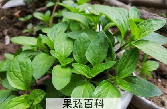 哪些人不能吃十香菜 十香菜的副作用与禁忌