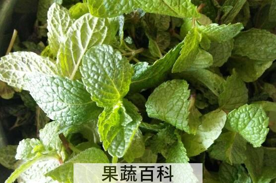 哪些人不能吃十香菜 十香菜的副作用与禁忌