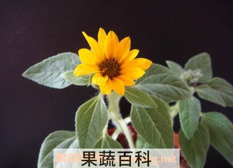 矮向日葵的种植方法