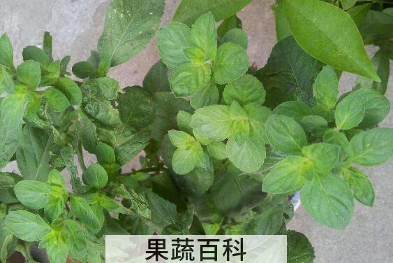十香菜怎么做好吃 十香菜的做法大全集