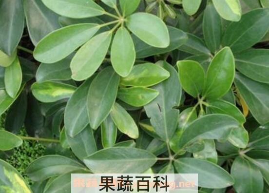 鸭脚木图片 鸭脚木的扦插方法