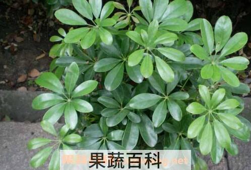 鸭脚木的养殖方法和注意事项