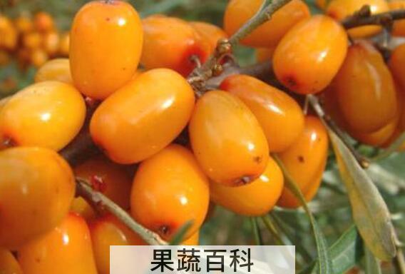 什么人不适合吃沙棘油 沙棘籽油有什么副作用