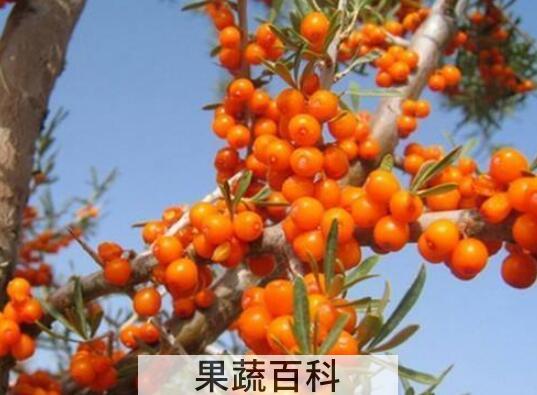 什么人不适合吃沙棘油 沙棘籽油有什么副作用