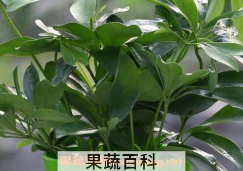 盆栽鸭脚木的方法技巧和注意事项