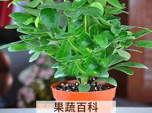 盆栽鸭脚木的方法技巧和注意事项