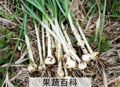 薤白的功效与作用有哪些 薤白的药用价值