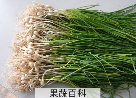 薤白的功效与作用有哪些 薤白的药用价值