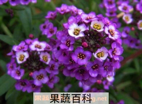 香雪球种子怎么种 香雪球怎么养