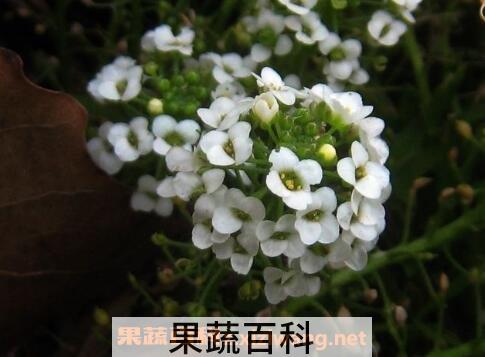 香雪球种子怎么种 香雪球怎么养