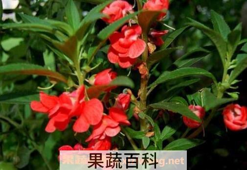凤仙花种子怎么种