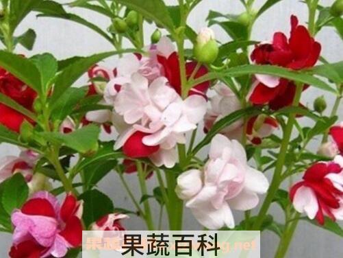 凤仙花种子怎么种