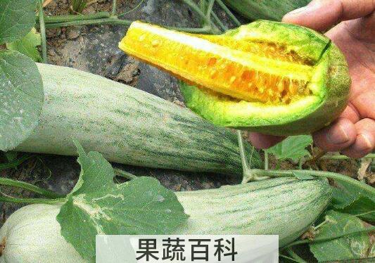 为什么吃羊角蜜拉肚子 羊角蜜哪些人不能吃