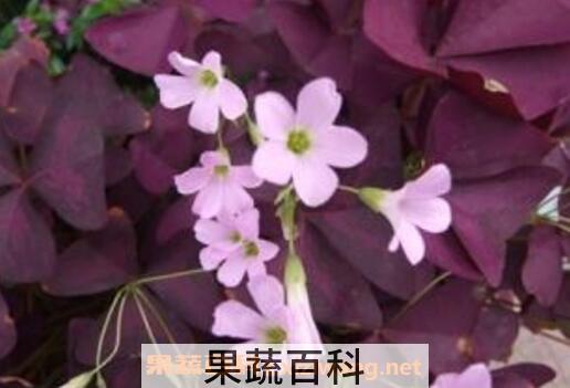 丁香花的种植方法以及养殖技巧