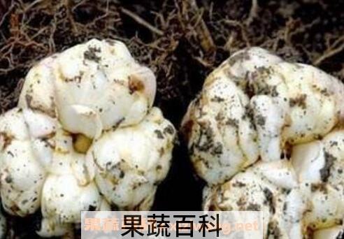 百合花种球的种植方法