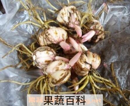 百合花种球的种植方法